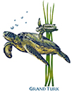 Turtle mom