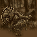 New Turkey