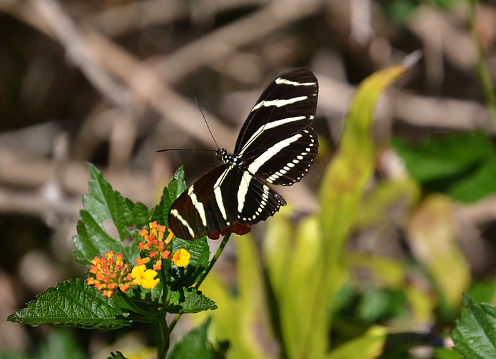 Butterfly 2 sm