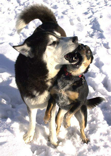 Dog-fight