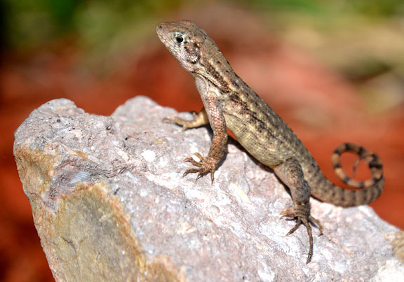 Lizard