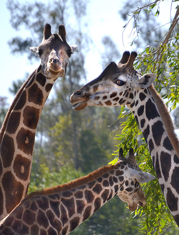 Giraffe-1-sm