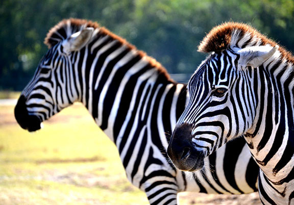 Zebra-2-sm