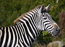 Zebra-1-sm