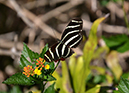 Butterfly 2 sm