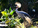 Bird-1-sm