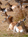 Deer 1 sm