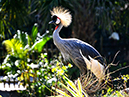 Bird 1 sm