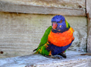 Bird 2 sm