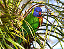Bird-3-sm