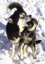 Dog-fight
