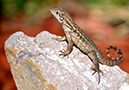 Lizard