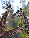 Giraffe-1-sm