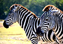 Zebra-2-sm