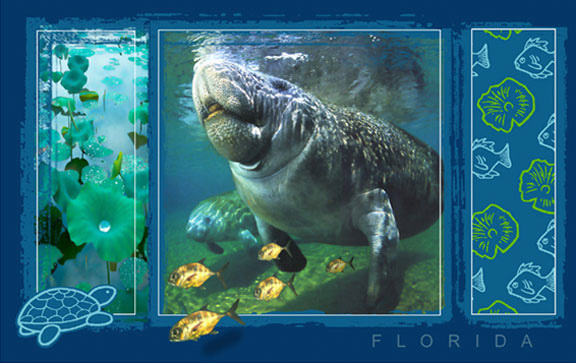 Manatee