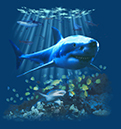 Shark final